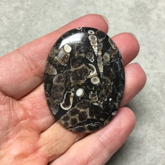 OOAK Natural Turitella Fossil Oblong Oval Shaped Flat Back Cabochon "2" - Measuring 41mm x 53mm, 6mm Dome Height - Natural Quality Gemstone