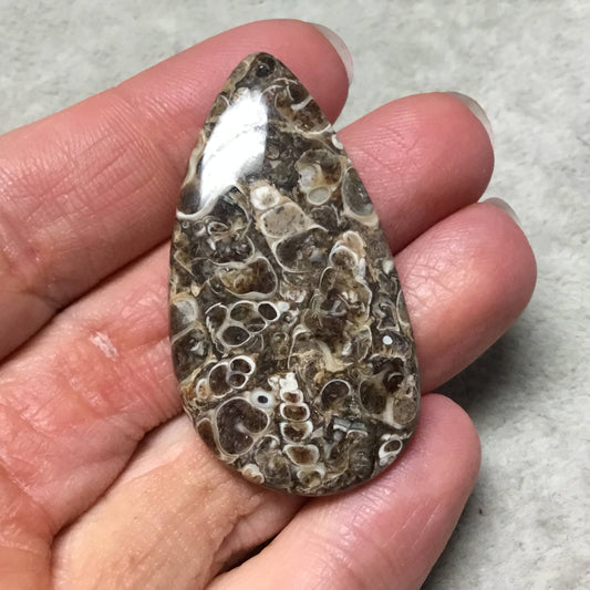 OOAK Natural Turitella Fossil Pear/Teardrop Shape Flat Back Cabochon "4" - Measuring 27mm x 48mm, 5mm Dome Height - Natural Quality Gemstone