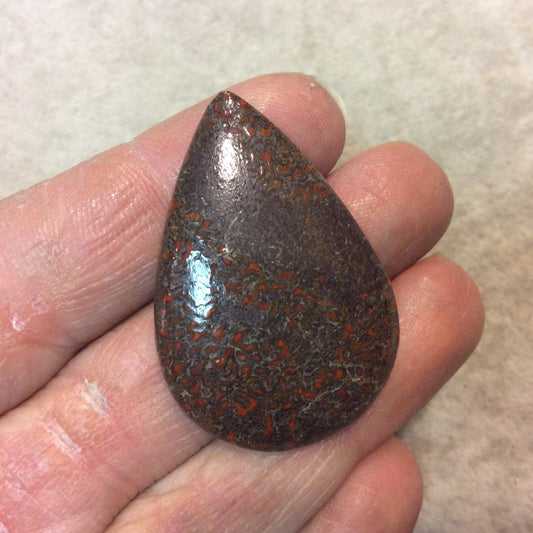 Petrified Dinosaur Bone Pear/Teardrop Shaped Flat Back Cabochon - Measuring 28mm x 42mm, 5mm Dome Height - Natural High Quality Gemstone