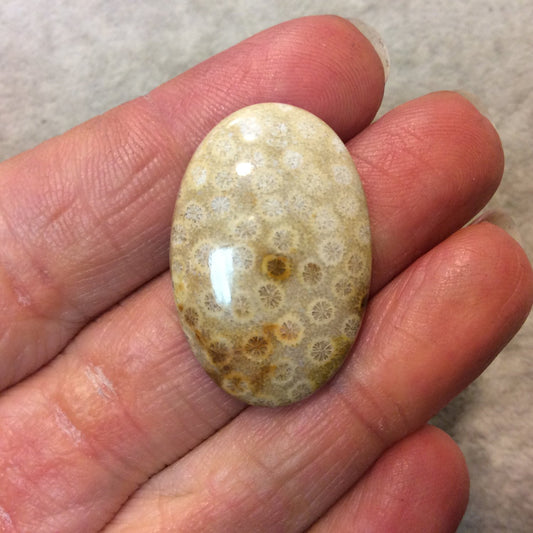 Premium Fossil Coral Oblong Oval Shaped Flat Back Cabochon - Measuring 21mm x 31mm, 5mm Dome Height - Natural High Quality Gemstone