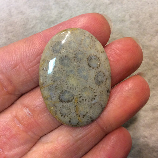 Premium Fossil Coral Oblong Oval Shaped Flat Back Cabochon - Measuring 27mm x 37mm, 5mm Dome Height - Natural High Quality Gemstone