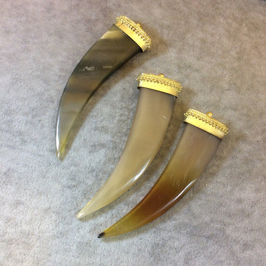 SALE 3.5" Brown Curved Flat Tusk/Claw Shaped Natural Horn Pendant with Bright Gold Dotted Cap - Measuring 26mm x 90mm, Approx.