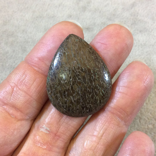 Petrified Dinosaur Bone Pear/Teardrop Shaped Flat Back Cabochon - Measuring 26mm x 33mm, 4mm Dome Height - Natural High Quality Gemstone
