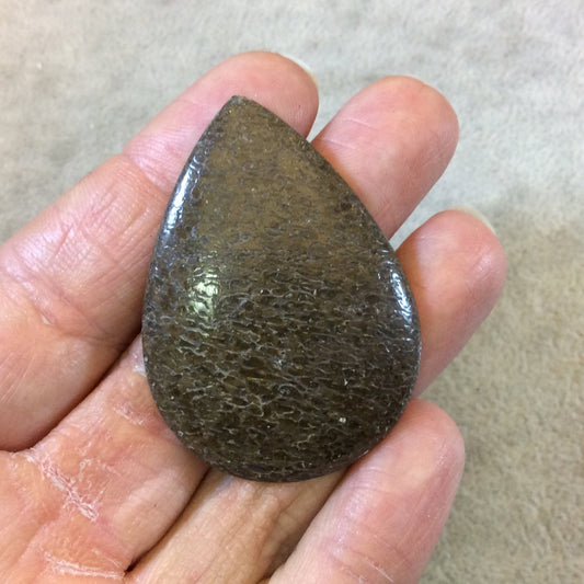 Petrified Dinosaur Bone Pear/Teardrop Shaped Flat Back Cabochon - Measuring 36mm x 49mm, 4mm Dome Height - Natural High Quality Gemstone