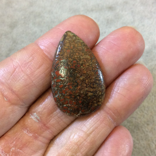 Petrified Dinosaur Bone Pear/Teardrop Shaped Flat Back Cabochon - Measuring 21mm x 33mm, 4mm Dome Height - Natural High Quality Gemstone