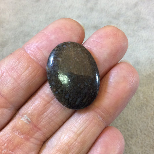 Petrified Dinosaur Bone Oblong Oval Shaped Flat Back Cabochon - Measuring 20mm x 27mm, 4.5mm Dome Height - Natural High Quality Gemstone