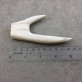 4.25" White/Ivory Long Flat Antler Tusk Shaped Natural Ox Bone Pendant with Gold Plated Ring - Measuring 58mm x 110mm