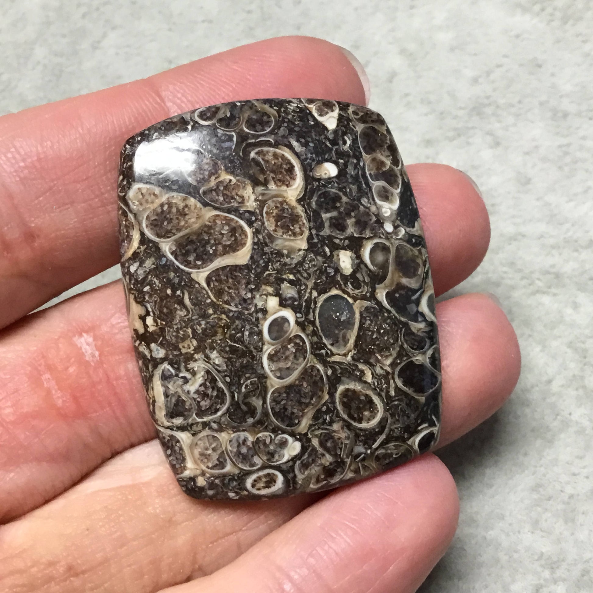 OOAK Natural Turitella Fossil Rectangle Shaped Flat Back Cabochon "10" - Measuring 34mm x 44mm, 5mm Dome Height - Natural Quality Gemstone