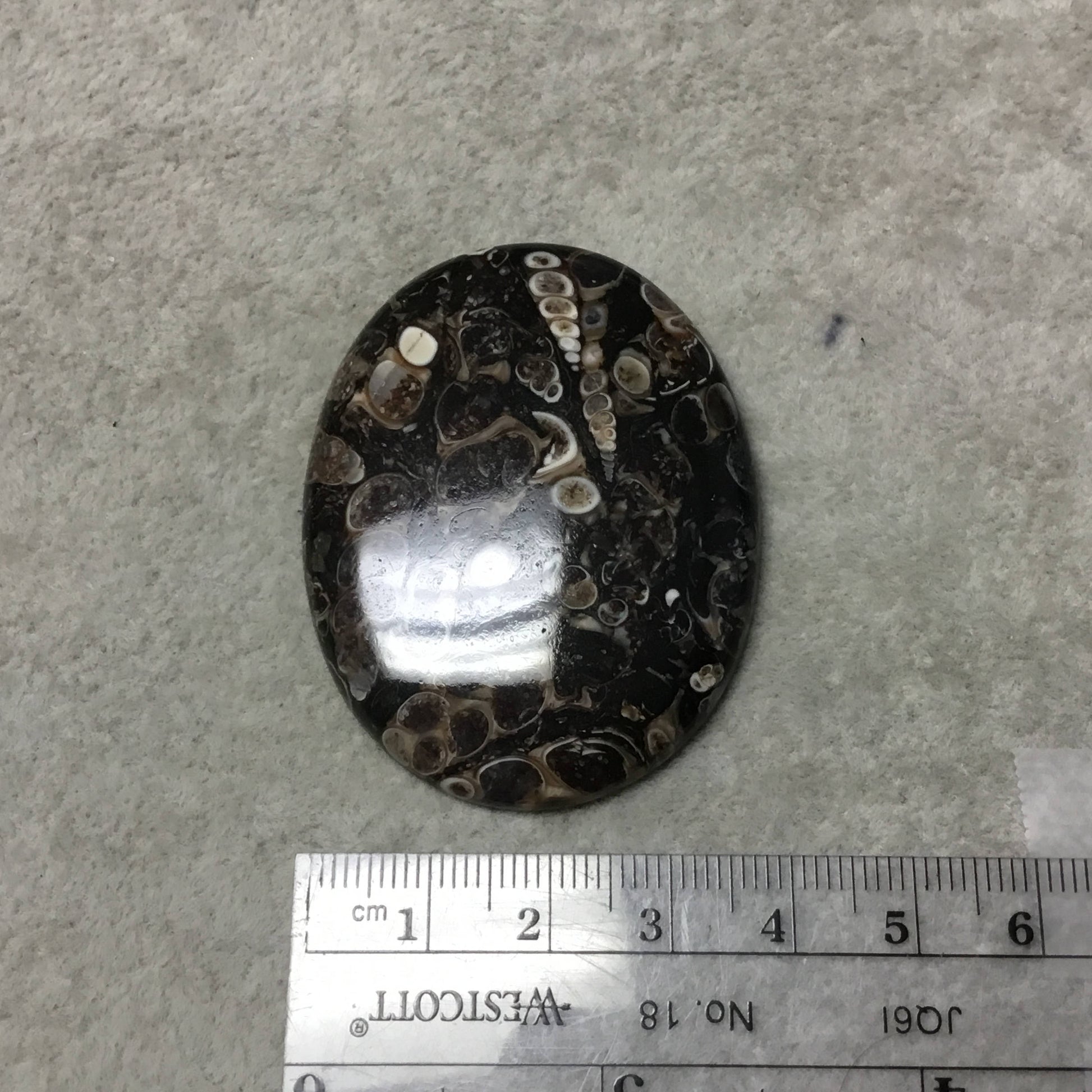 OOAK Natural Turitella Fossil Oblong Oval Shaped Flat Back Cabochon "2" - Measuring 41mm x 53mm, 6mm Dome Height - Natural Quality Gemstone