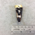 2.5" Gold Electroplated Black/White/Brown Tooth/Fang/Tusk Shape Lightweight Resin Pendant W/ Steer Head - ~ 25mm x 60mm - Sold Individually