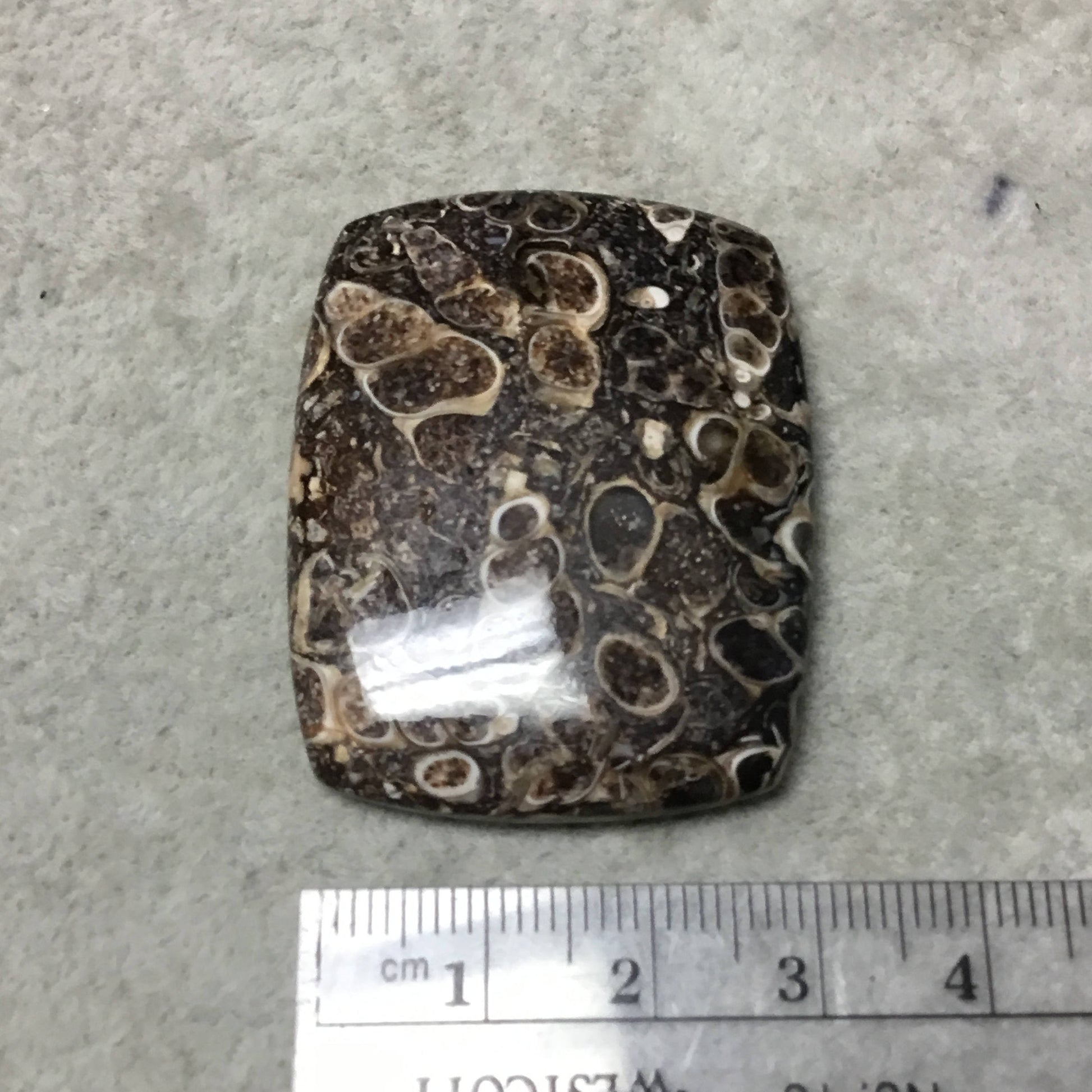 OOAK Natural Turitella Fossil Rectangle Shaped Flat Back Cabochon "10" - Measuring 34mm x 44mm, 5mm Dome Height - Natural Quality Gemstone