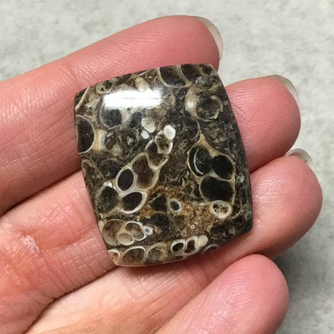 OOAK Natural Turitella Fossil Rectangle Shaped Flat Back Cabochon "8" - Measuring 26mm x 31mm, 7mm Dome Height - Natural Quality Gemstone