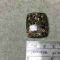 OOAK Natural Turitella Fossil Rectangle Shaped Flat Back Cabochon "8" - Measuring 26mm x 31mm, 7mm Dome Height - Natural Quality Gemstone