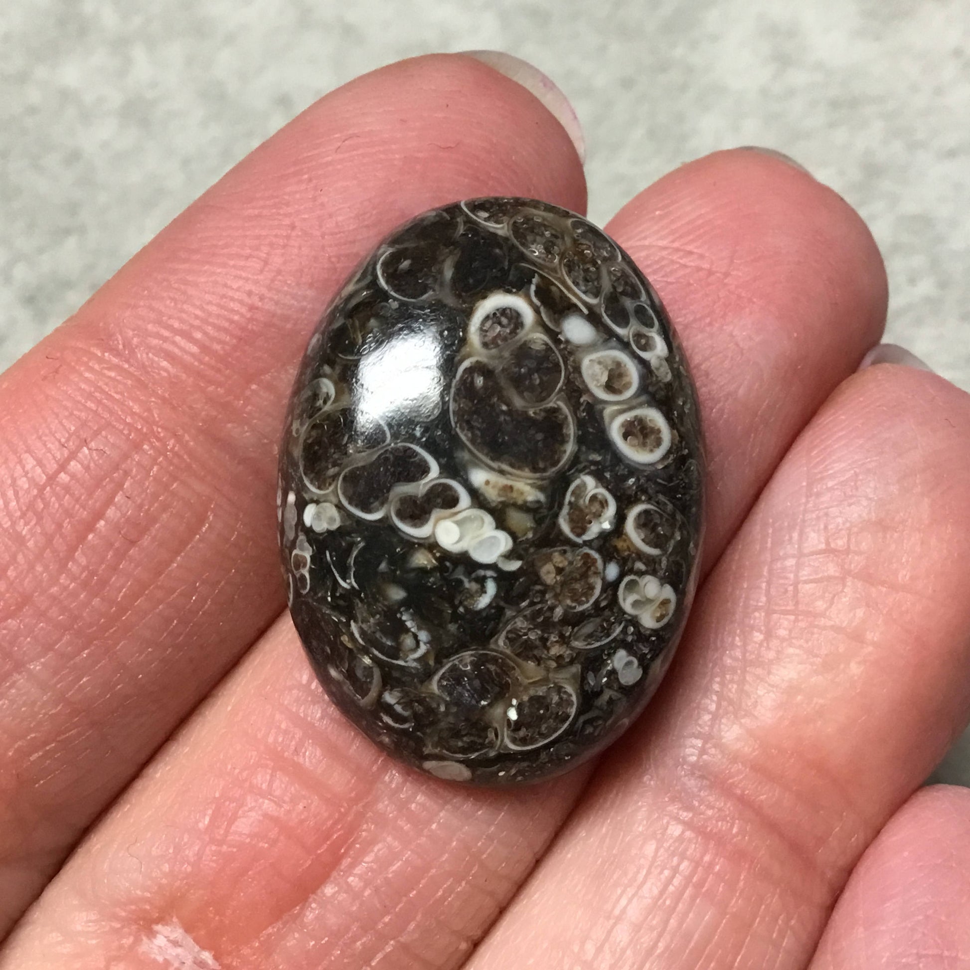 OOAK Natural Turitella Fossil Oblong Oval Shaped Flat Back Cabochon "1" - Measuring 20mm x 28mm, 6mm Dome Height - Natural Quality Gemstone