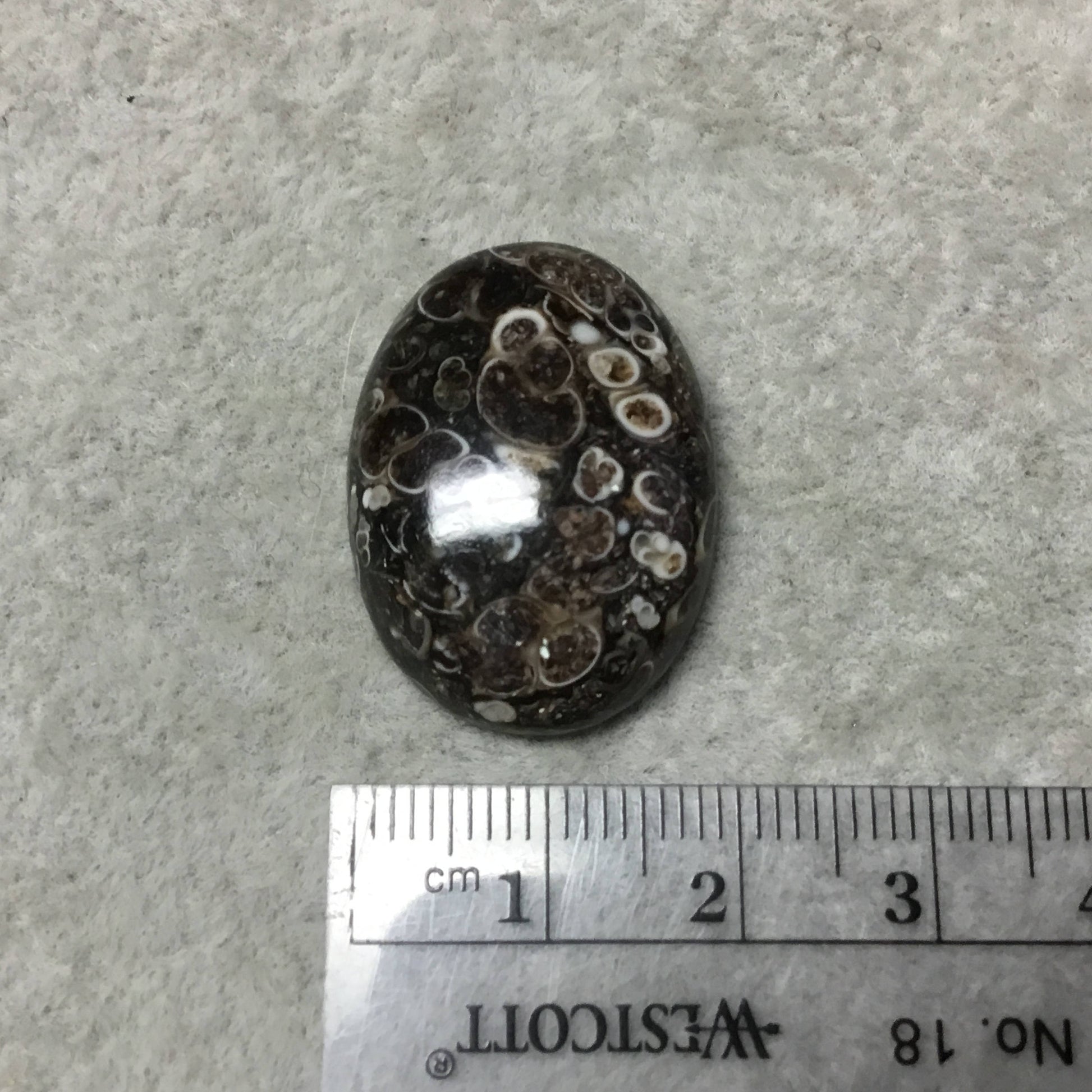 OOAK Natural Turitella Fossil Oblong Oval Shaped Flat Back Cabochon "1" - Measuring 20mm x 28mm, 6mm Dome Height - Natural Quality Gemstone