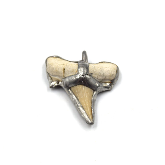 1.5" Silver Soldered Shark Tooth Pendant with Attached Ring - Measuring 35mm x 40mm, Approx.