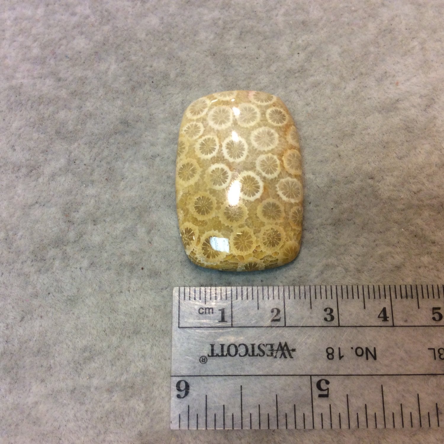 Premium Fossil Coral Rectangle Shaped Flat Back Cabochon - Measuring 26mm x 38mm, 6mm Dome Height - Natural High Quality Gemstone
