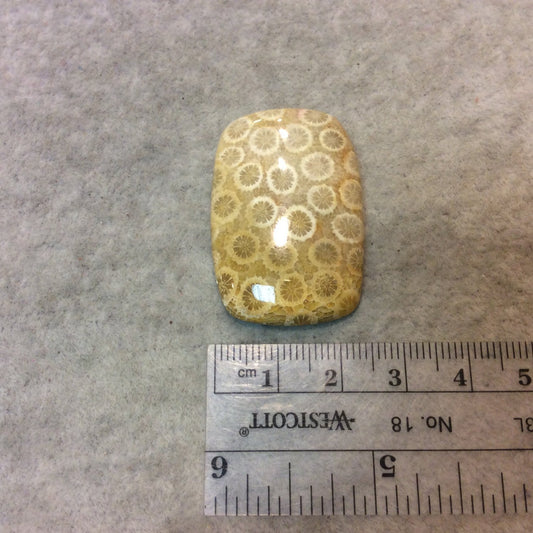 Premium Fossil Coral Rectangle Shaped Flat Back Cabochon - Measuring 26mm x 38mm, 6mm Dome Height - Natural High Quality Gemstone