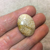 Premium Fossil Coral Oblong Oval Shaped Flat Back Cabochon - Measuring 19mm x 26mm, 5mm Dome Height - Natural High Quality Gemstone