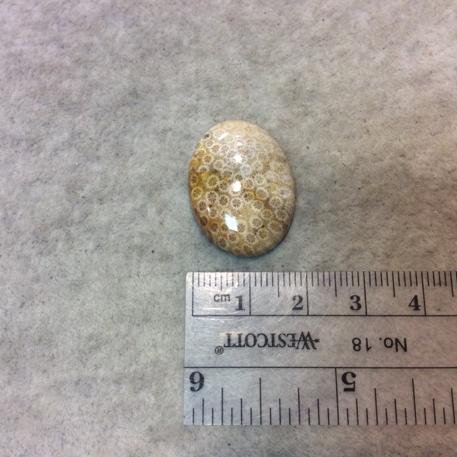 Premium Fossil Coral Oblong Oval Shaped Flat Back Cabochon - Measuring 19mm x 26mm, 5mm Dome Height - Natural High Quality Gemstone