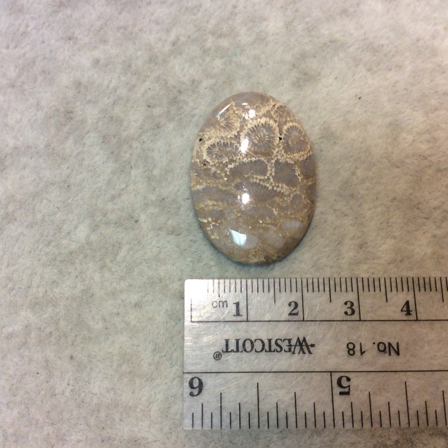Fossil Coral Oblong Oval Shaped Flat Back Cabochon - Measuring 24mm x 35mm, 5mm Dome Height - Natural High Quality Gemstone