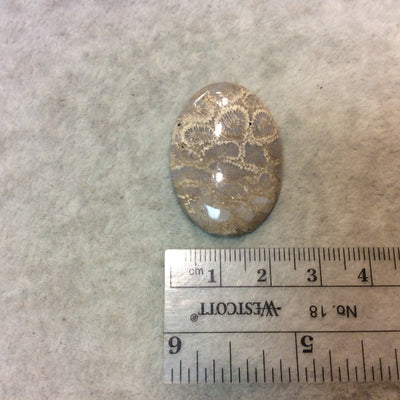 Fossil Coral Oblong Oval Shaped Flat Back Cabochon - Measuring 24mm x 35mm, 5mm Dome Height - Natural High Quality Gemstone