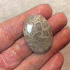 Fossil Coral Oblong Oval Shaped Flat Back Cabochon - Measuring 24mm x 35mm, 5mm Dome Height - Natural High Quality Gemstone
