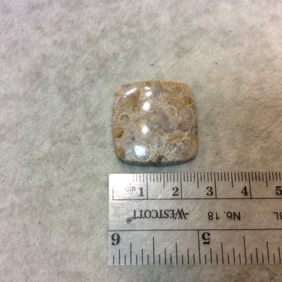Fossil Coral Square Cushion Shaped Flat Back Cabochon - Measuring 26mm x 27mm, 6mm Dome Height - Natural High Quality Gemstone
