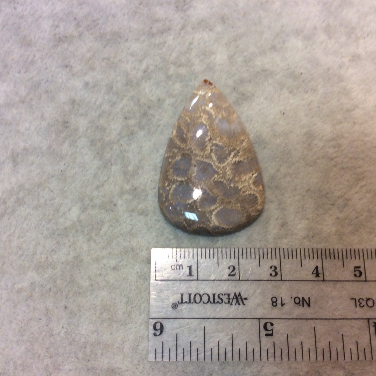 Fossil Coral Pear/Teardop Shaped Flat Back Cabochon - Measuring 27mm x 42mm, 5mm Dome Height - Natural High Quality Gemstone