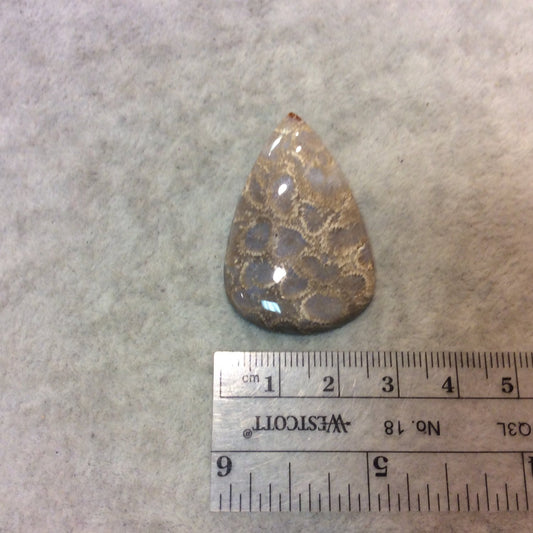 Fossil Coral Pear/Teardop Shaped Flat Back Cabochon - Measuring 27mm x 42mm, 5mm Dome Height - Natural High Quality Gemstone