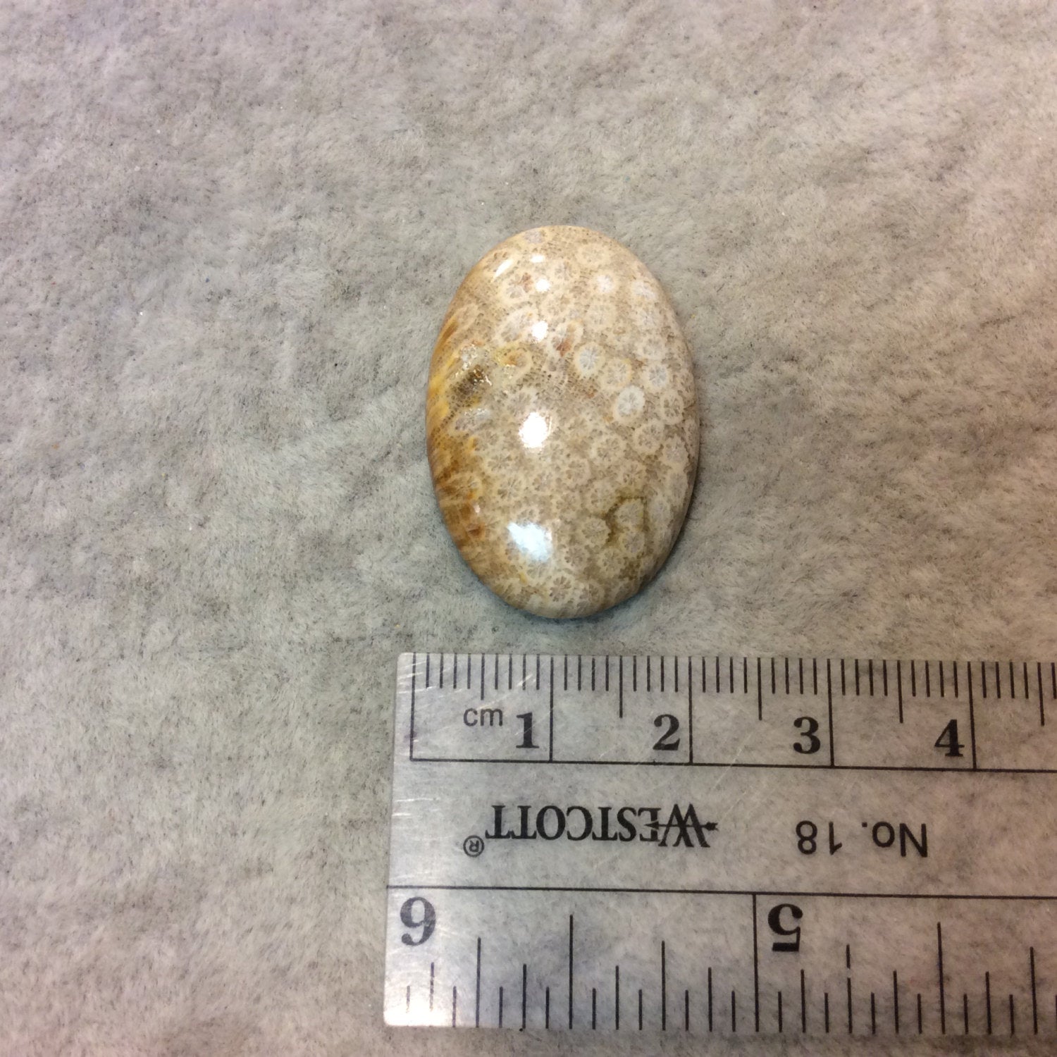 Premium Fossil Coral Oblong Oval Shaped Flat Back Cabochon - Measuring 21mm x 30mm, 5mm Dome Height - Natural High Quality Gemstone