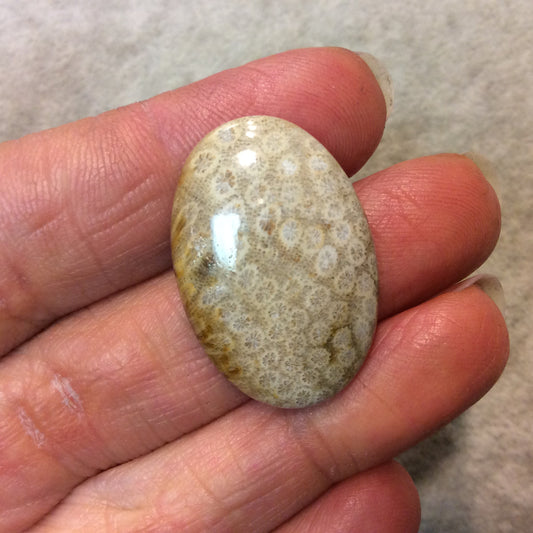 Premium Fossil Coral Oblong Oval Shaped Flat Back Cabochon - Measuring 21mm x 30mm, 5mm Dome Height - Natural High Quality Gemstone