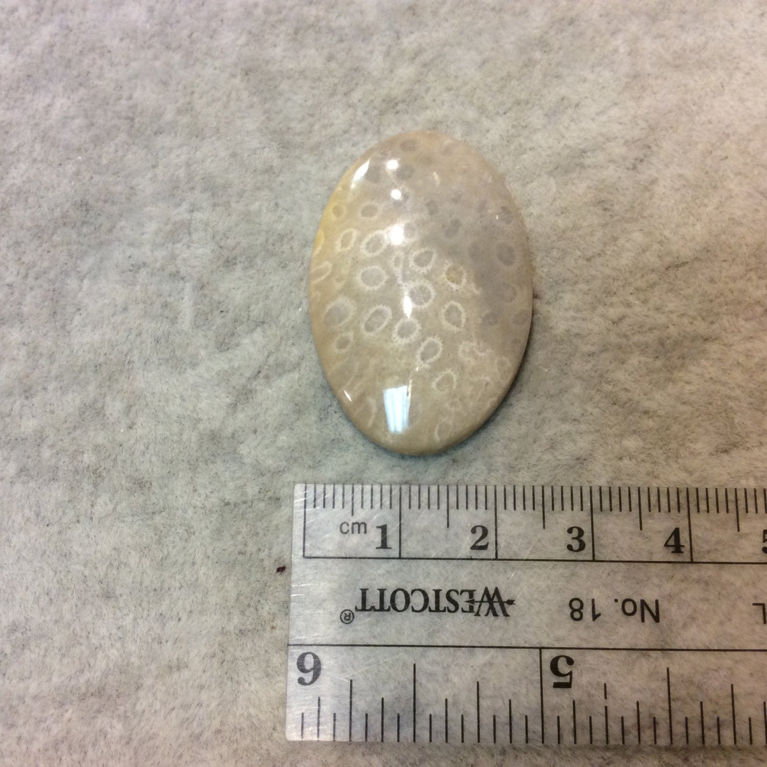 Premium Fossil Coral Oblong Oval Shaped Flat Back Cabochon - Measuring 25mm x 38mm, 6mm Dome Height - Natural High Quality Gemstone