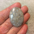 Premium Fossil Coral Oblong Oval Shaped Flat Back Cabochon - Measuring 27mm x 38mm, 5mm Dome Height - Natural High Quality Gemstone