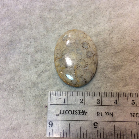 Premium Fossil Coral Oblong Oval Shaped Flat Back Cabochon - Measuring 27mm x 37mm, 5mm Dome Height - Natural High Quality Gemstone