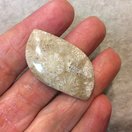 Dual Sided Premium Fossil Coral Marquis Shaped Flat Back Cabochon - Measuring 22mm x 41mm, 8mm Dome Height - Natural High Quality Gemstone