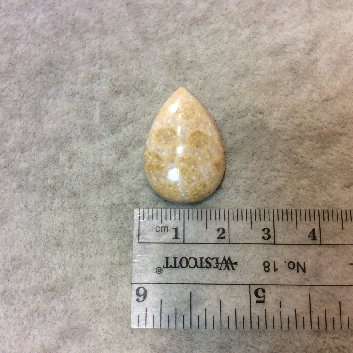 Premium Fossil Coral Pear/Teardrop Shaped Flat Back Cabochon - Measuring 19mm x 28mm, 6mm Dome Height - Natural High Quality Gemstone