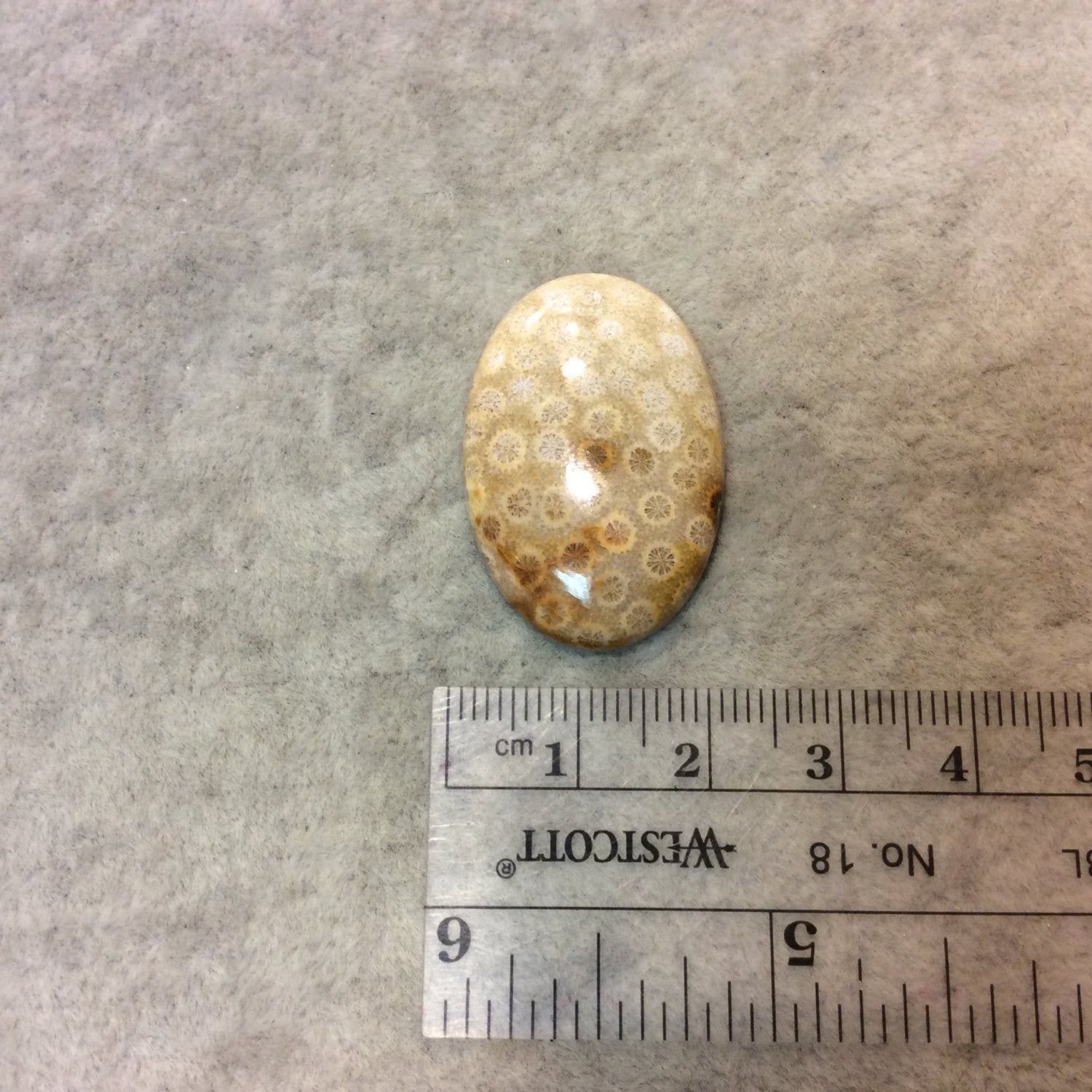 Premium Fossil Coral Oblong Oval Shaped Flat Back Cabochon - Measuring 21mm x 31mm, 5mm Dome Height - Natural High Quality Gemstone
