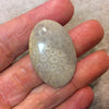Premium Fossil Coral Oblong Oval Shaped Flat Back Cabochon - Measuring 25mm x 38mm, 6mm Dome Height - Natural High Quality Gemstone