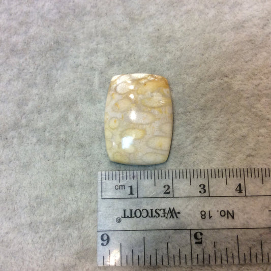 Premium Fossil Coral Rectangle Pillow Shaped Flat Back Cabochon - Measuring 20mm x 27mm, 5mm Dome Height - Natural High Quality Gemstone