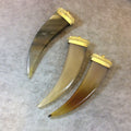 SALE 3.5" Brown Curved Flat Tusk/Claw Shaped Natural Horn Pendant with Bright Gold Dotted Cap - Measuring 26mm x 90mm, Approx.
