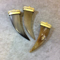 SALE 2.75" Brown Curved Flat Tusk/Claw Shaped Natural Horn Pendant with Bright Gold Dotted Cap - Measuring 26mm x 70mm, Approx.