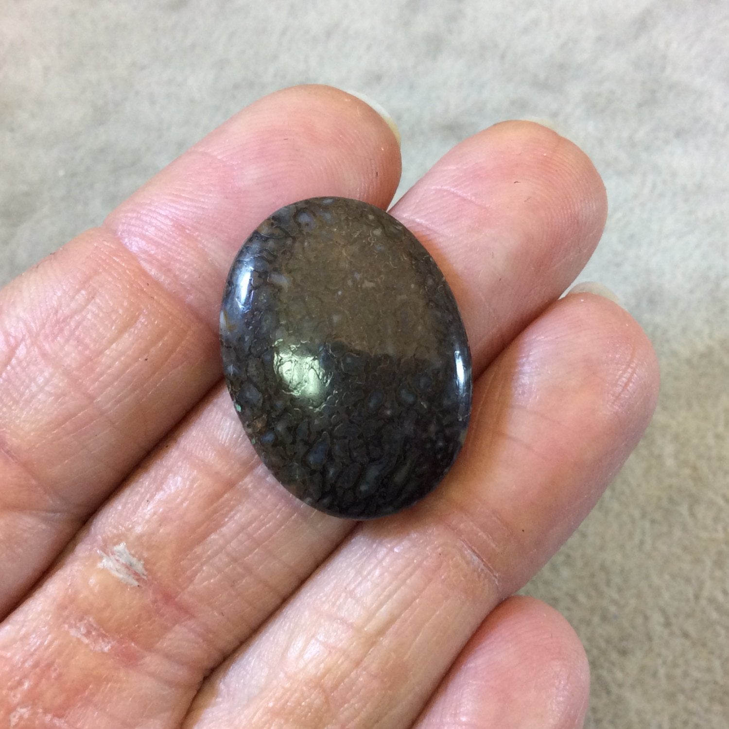 Petrified Dinosaur Bone Oblong Oval Shaped Flat Back Cabochon - Measuring 20mm x 27mm, 4.5mm Dome Height - Natural High Quality Gemstone