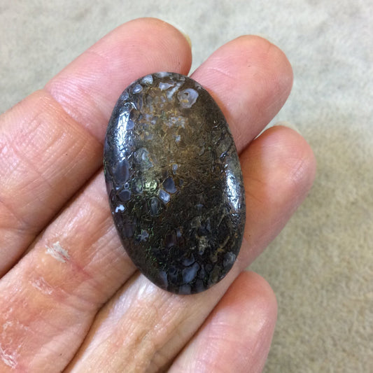 Petrified Dinosaur Bone Oblong Oval Shaped Flat Back Cabochon - Measuring 23mm x 38mm, 6mm Dome Height - Natural High Quality Gemstone