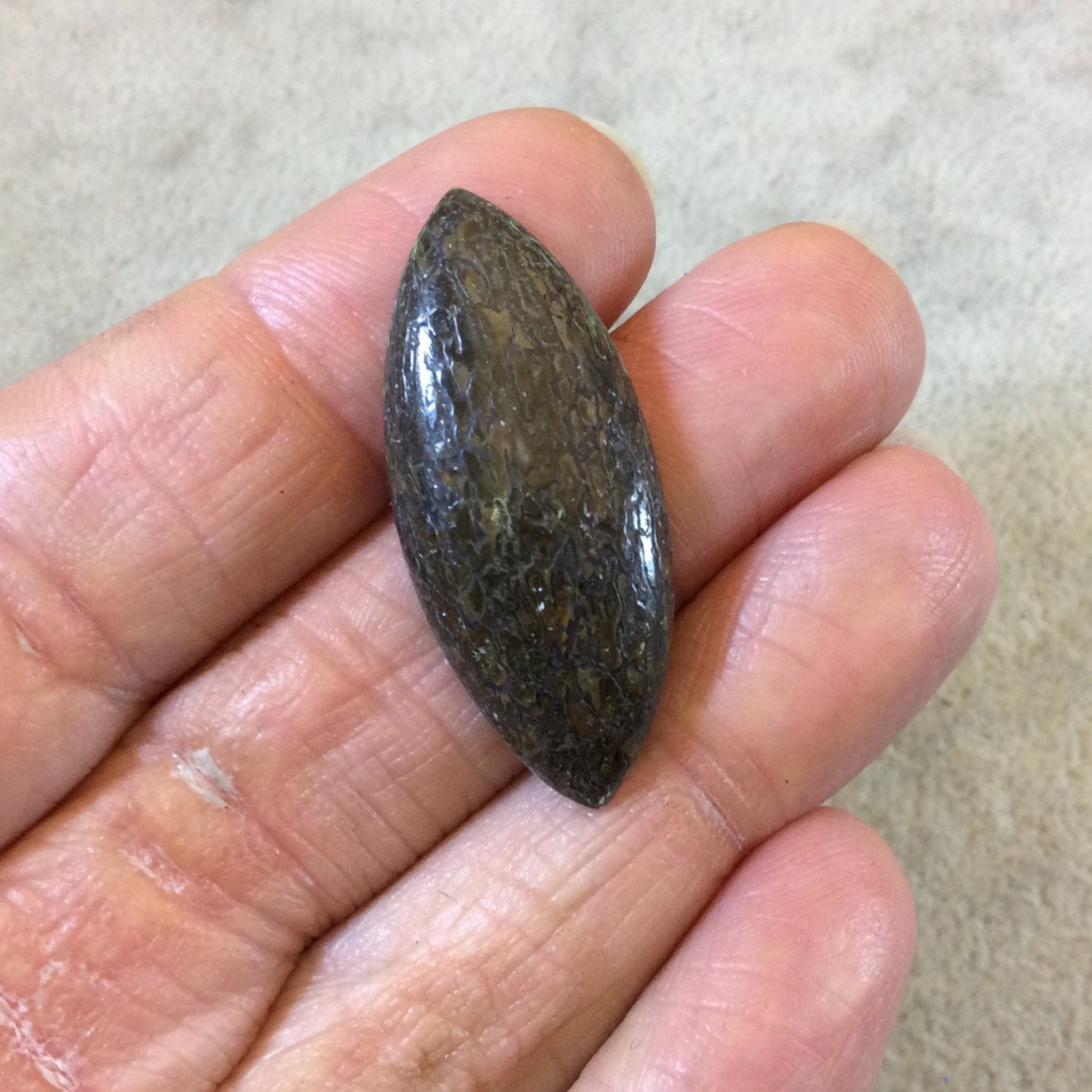 Petrified Dinosaur Bone Marquise Shaped Flat Back Cabochon - Measuring 15mm x 36mm, 5mm Dome Height - Natural High Quality Gemstone