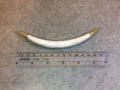 5" White/Ivory Skinny Double Bail Boat Crescent Shaped Natural Ox Bone Pendant with Gold Rings - Measuring 12mm x 145mm - (TR118-WH)